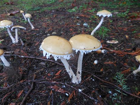 R And R Travels Fall Mushroom Identification