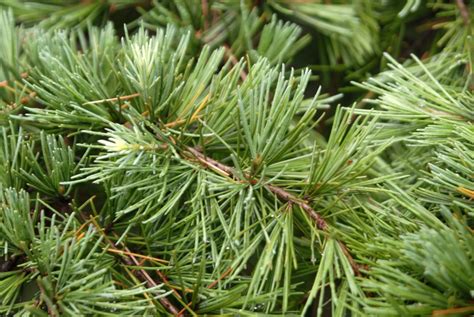 Cedrus Deodara Deodar Cedar Himalayan Cedar North Carolina