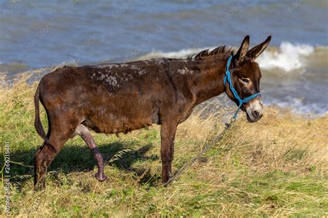 Donkey In An Erection Stock Photo Adobe Stock