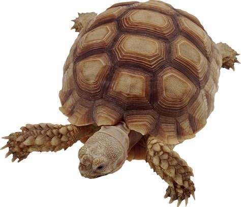 Turtle PNG png image