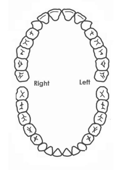 Teeth 2 Diagram Quizlet