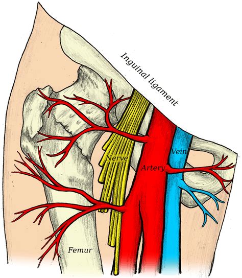 Femoral Artery And Vein