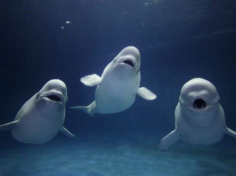 5 Fun And Interesting Facts About Beluga Whales