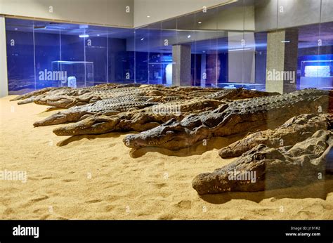 Crocodile Mummies In Museum Of Kom Ombo Egypt Africa Stock Photo Alamy