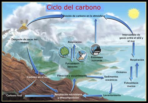 Esquema Del Ciclo Del Carbono En La Naturaleza Dinami