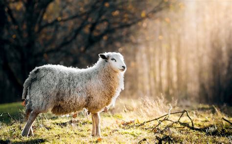 Sheep Hd Wallpaper Background Image 2560x1600 Id955700
