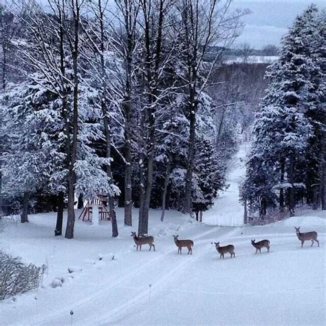 Beautiful Christmas Scenes Nature Wallpaper Desktop