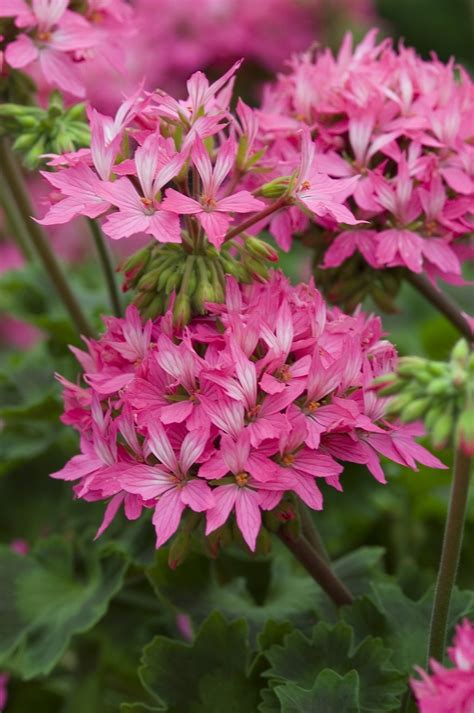 Pelargonium X Hortorum Starlette Pink Geranium Zonal Gateway