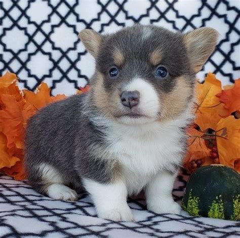 Below are our newest added corgis available for adoption in new york. Welsh Corgi Puppies For Sale | New York, NY #340282