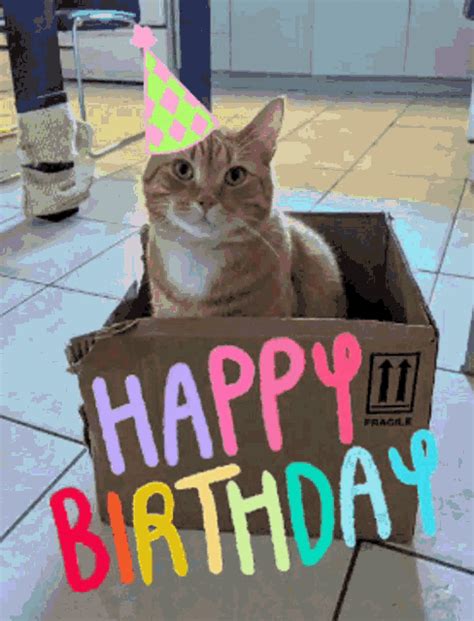 Gify Happy Birthday Cat Tenor