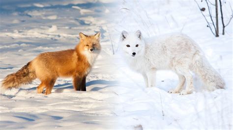 Uneasy Neighbours Red Foxes And Arctic Foxes In The North Yukon