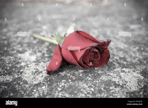 flower on the asphalt in a fatal car accident that serves as a reminder
