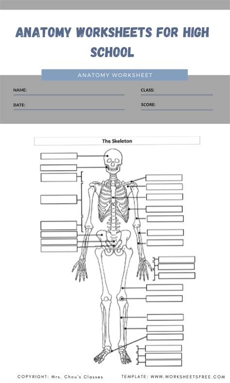 Anatomy Worksheets Worksheets Free
