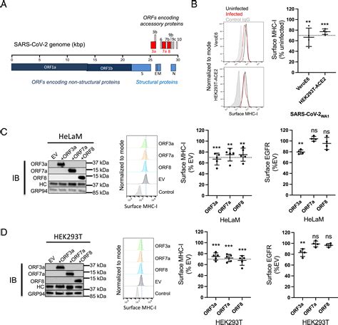 SARS CoV 2 Accessory Proteins ORF7a And ORF3a Use Distinct Mechanisms