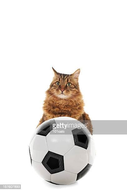 Cat Soccer Ball Photos And Premium High Res Pictures Getty Images