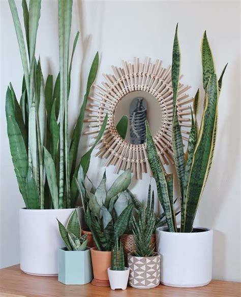 Check spelling or type a new query. A Guide To All The Trendy Houseplants You're Seeing All ...