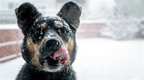 Cute Winter Puppies Wallpapers Wallpaper Cave