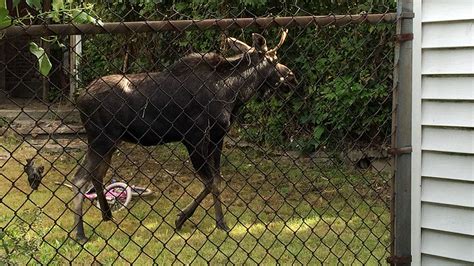 Moose On The Loose Captured After 9 Hour Romp Through City In Upstate