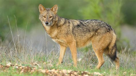 African Golden Jackals Are Actually Golden Wolves Science Aaas
