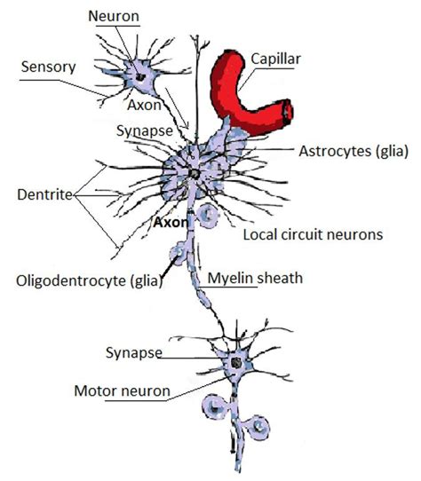 Neural Circuit A Large Neuron With Multiple Dendrites Receive Synaptic