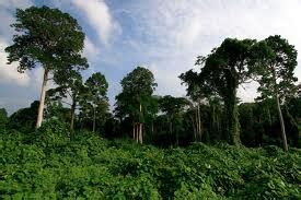 Hutan konifer tersebar pada daerah beriklim. Hijaunya duniaku: Hutan Indonesia Sebagai Paru-Paru Dunia