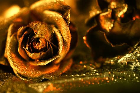 Golden Rose Desktop Wallpaper 34603 Baltana