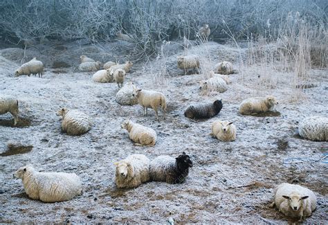 Sheep Grazing In Snowy Pasture Stock Image F0053377 Science