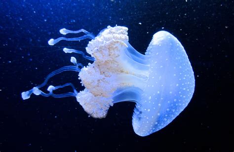 Spotted Lagoon Jellyfish By Emmiger On Deviantart