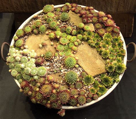 I've had my cactus for almost 2 years now and i'm getting ready to move it to a bigger pot. Decorative Cactus Bowls and Group Planting of Succulent Plants