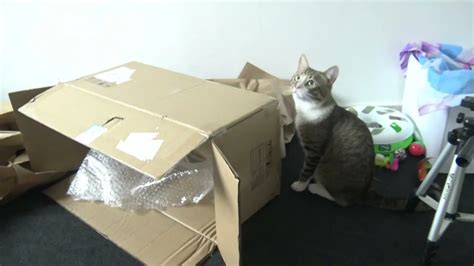 Cat Discovers A New Fascinating Empty Cardboard Box