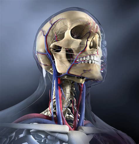 The Anatomy Of The Head And Neck With Labels On Each