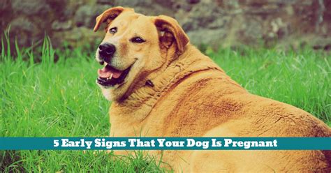 How to tell if my dog is pregnant. 5 Early Signs That Your Dog Is Pregnant - Pet Hooligans