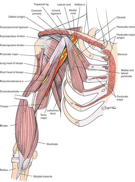 Diagram Of Shoulder Muscles And Tendons Conjoint Tendon Shoulder My