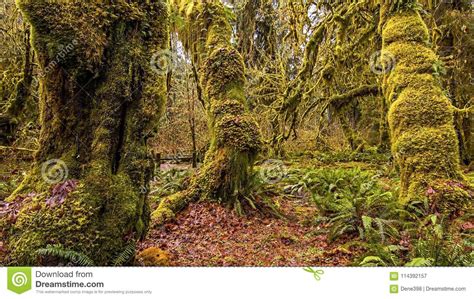Hoh Rain Forest Stock Image Image Of Green Greenery