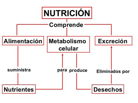 Cuadros Sinópticos Sobre Nutrición Definición De Nutrición Y Su