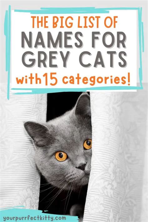 The Big List Of Grey Cat Names Your Purrfect Kitty