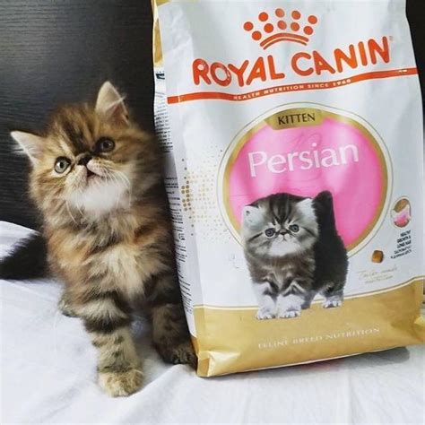 Recognized by the cat fancy since the late 19th century, it was developed first by the english. 10kg Royal Canin Persian Kitten Dry Food (gift with ...