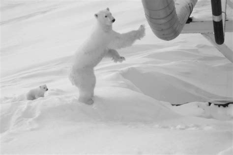 How To Protect A Pregnant Polar Bear And Then A Cub Near A North Slope