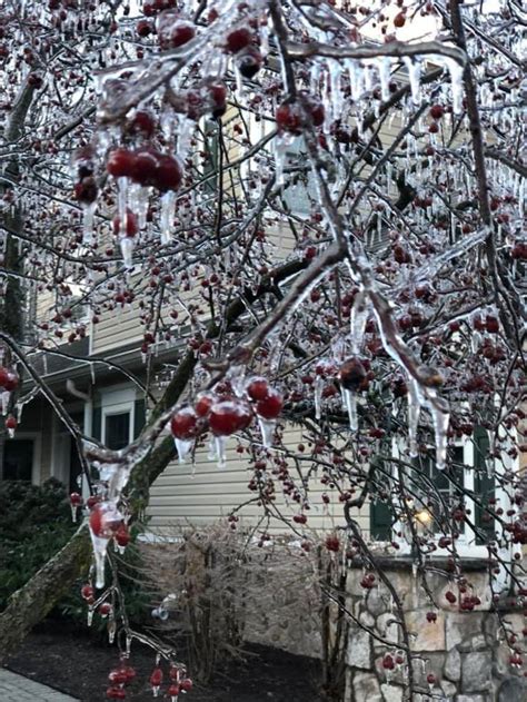 Winter Wonderland Residents Capture Beauty In Nature As Livingston