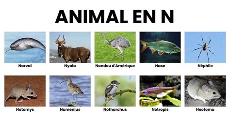 Animal En N La Liste Des Animaux Commençant Par N