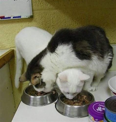 50 Hilarious Examples Of Cat Logic Bored Panda