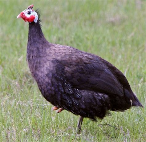 Royal Purple Guinea Fowl For Sale Cackle Hatchery