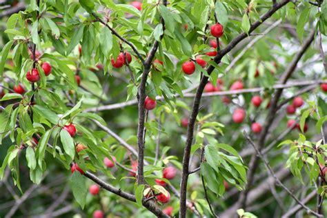 In height for edible fruit and to attract wildlife. Wild Texas Plums | Wild Plum, American Plum, Goose Plum ...