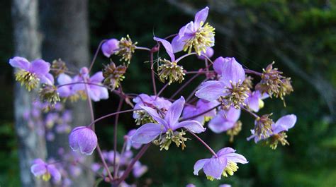 See more of purple flowers on facebook. 2016 Top 10 Sustainable Plants | Phipps Conservatory and ...