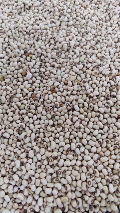 Natural White Cowpea Seed Packaging Type Polypack At Rs Kg In Jamkhed
