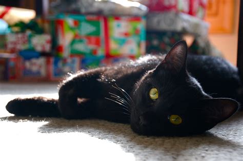 Black Cat Christmas Kitten Cute Kitty Kittens Cutest Christmas