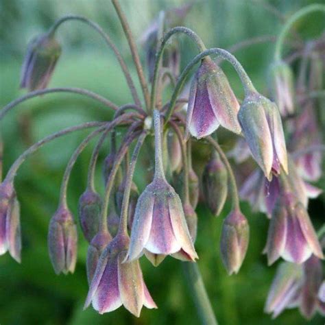 Alliums 30 variétés d ail d ornement fleurissant en fin de printemps