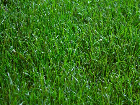 How To Repair A Bare Patch Of Lawn 10 Steps With Pictures