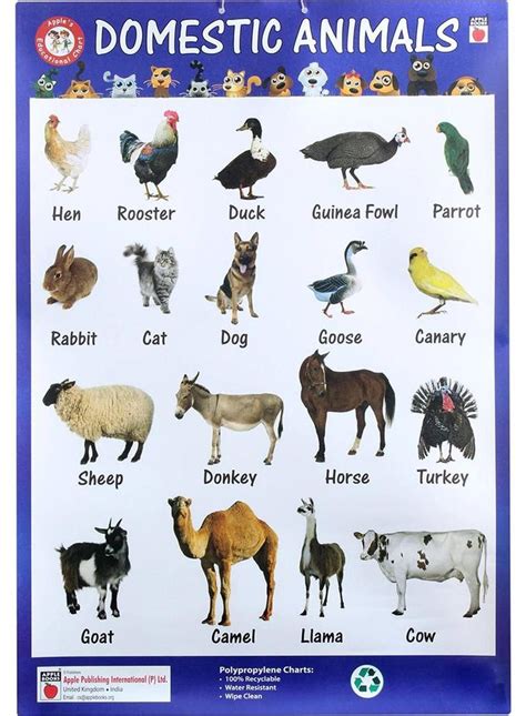 Domestic Animals Charts Souq Uae Animal Pictures For Kids