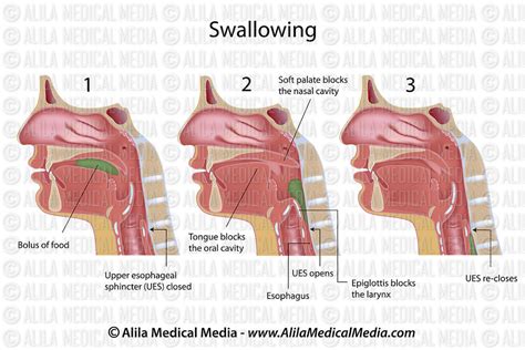 Alila Medical Media Swallowing Labeled Medical Illustration